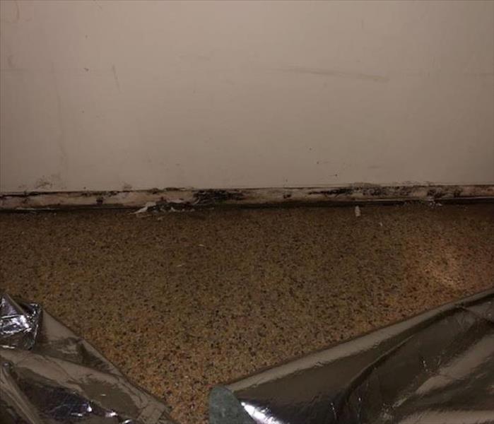 photo of mold on wall